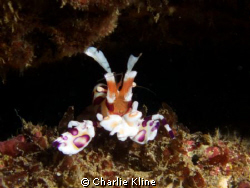 Harlequin Shrimp.
Shot taken in about 20 feet of water, ... by Charlie Kline 